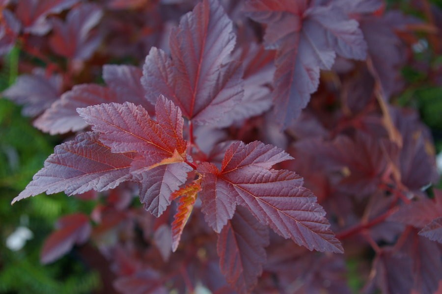 Трехлопастные листья багорово-красной окраски на стеблях пузыреплодника