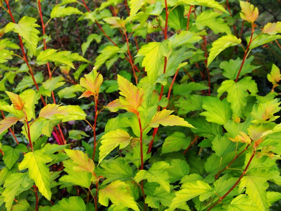Зелено-желтые листья на красных ветках пузыреплодника сорта Luteus