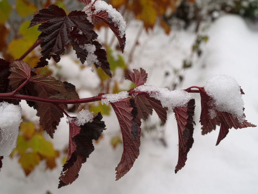 Ветка садового пузыреплодника с листьями в снегу