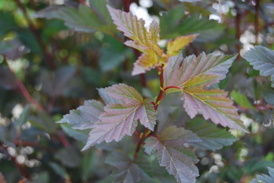 Зеленовато-бардовые листья на ветках пузыреплодника