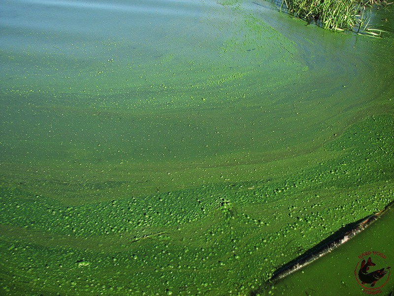 Цветет вода что делать. Цветение воды цианобактерии. Как цветет вода. Зеленая вода на Волге. Озера Смолино зеленые водоросли.