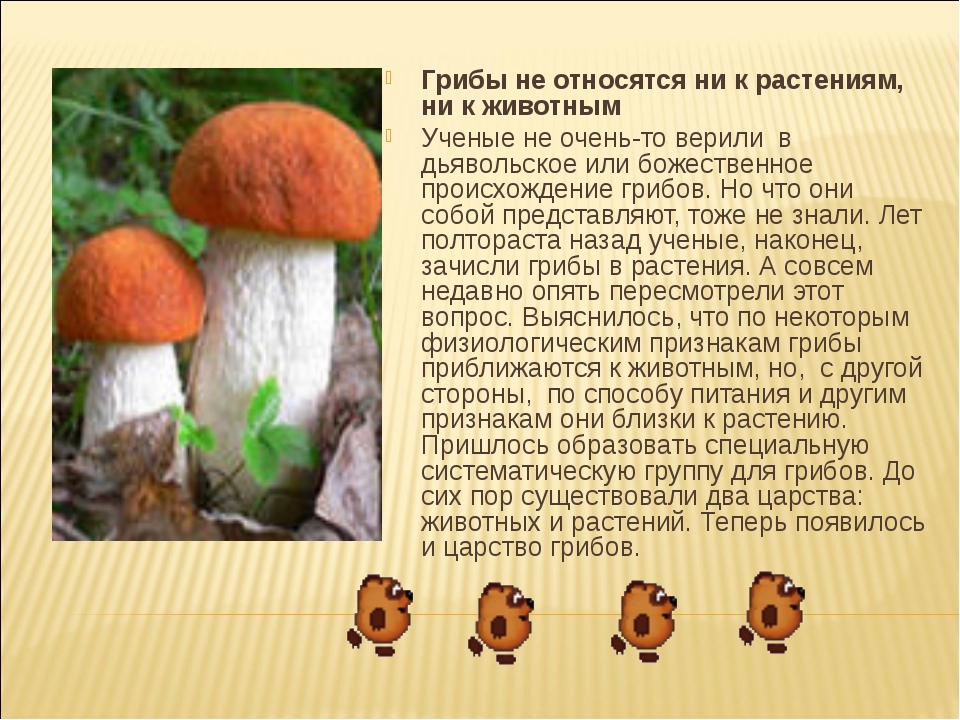 Есть царство грибов. Доклад про грибы. Царство грибов. Сообщение о царстве грибов. Сообщение на тему грибы.