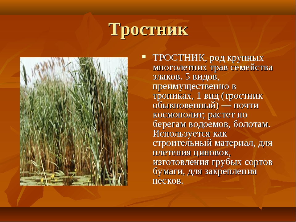 Семейство злаковых произрастающее на сыпучих песках. Сообщение о тростнике. Тростник обыкновенный описание. Камыш описание. Доклад про камыш.