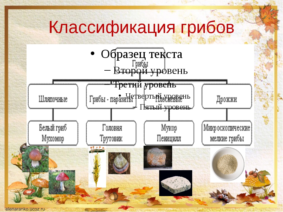 Какие есть группы грибов. Царство грибов классификация. Систематика царства грибов. Царство грибы систематика. Строение и классификация грибов.