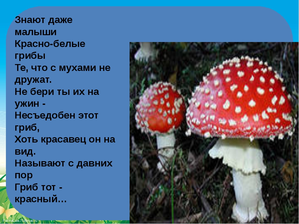 Ядовитые грибы пермского края фото и описание