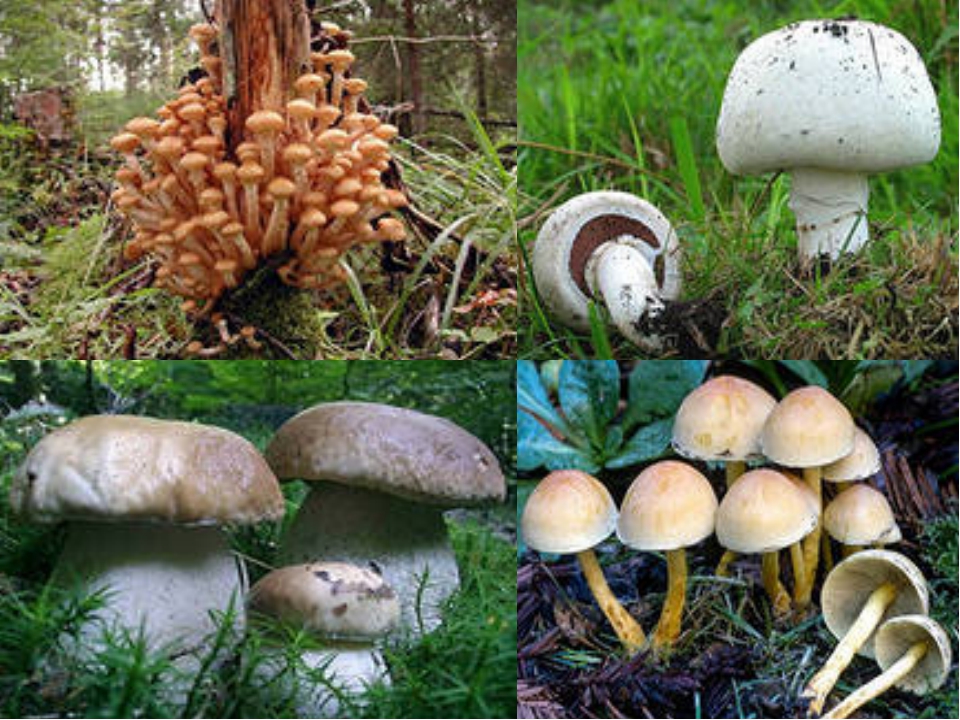 Определить вид грибов по фото