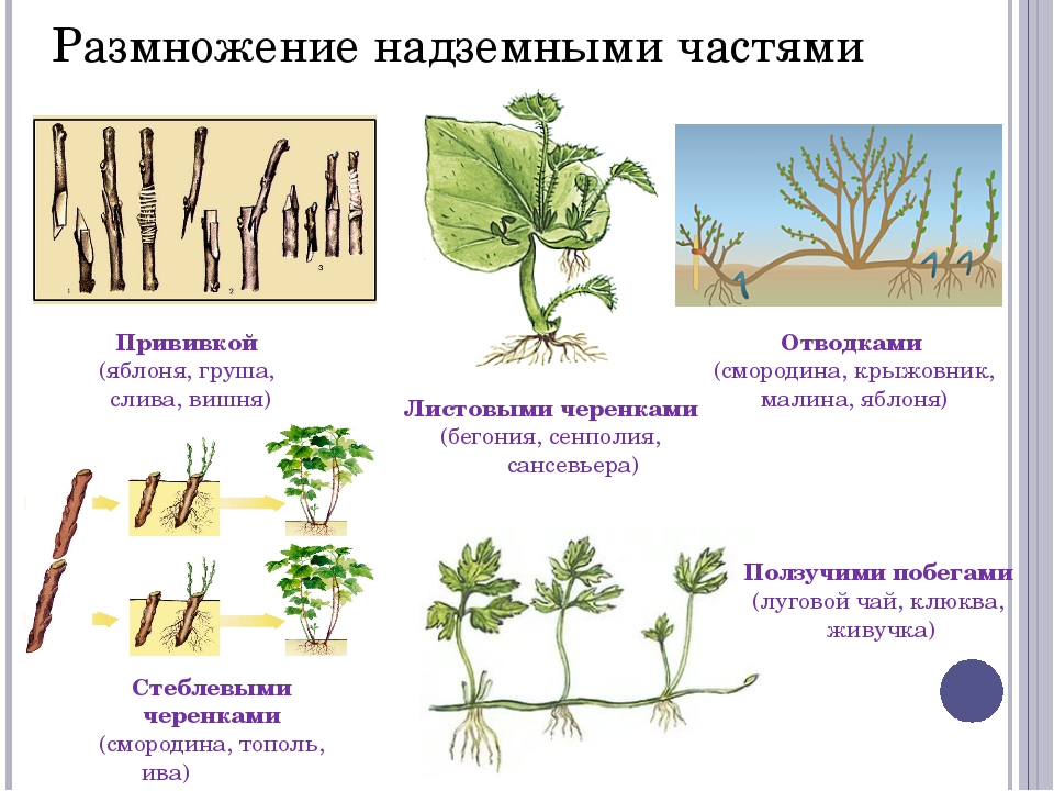 Пример процесса иллюстрирующего размножение у растений. Отводки вегетативное размножение. Стеблевые черенки вегетативное размножение. Вегетативное размножение листовыми черенками. Вегетативное размножение побегами.