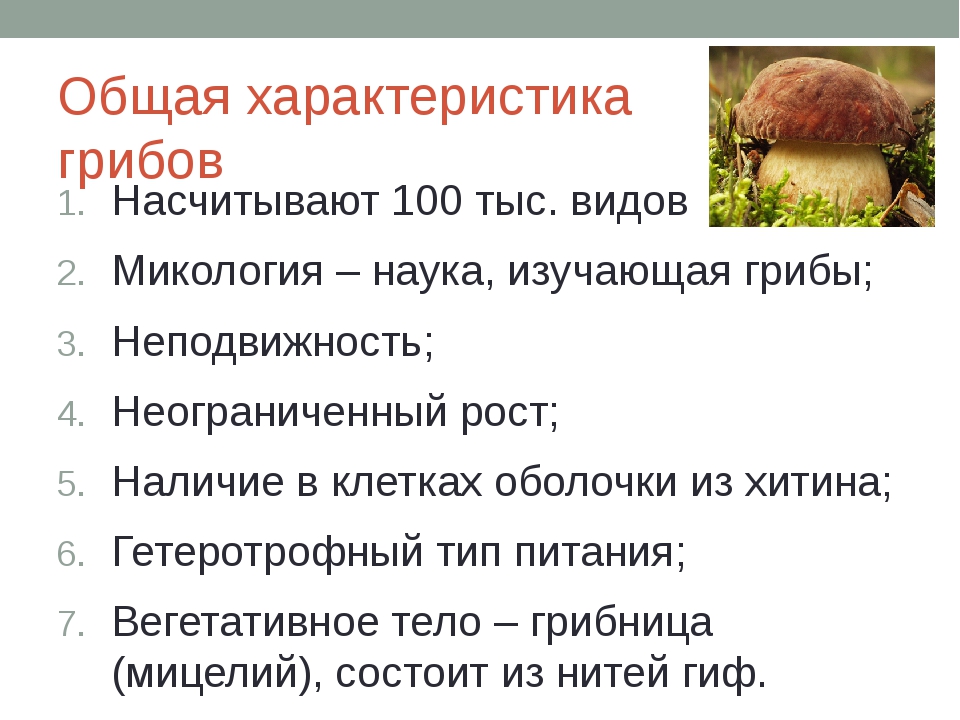 Грибы основное. Основные характеристики грибов. Общая характеристика грибов 7 класс биология. Общая характеристика грибов биология. Общая характеристика грибов кратко.