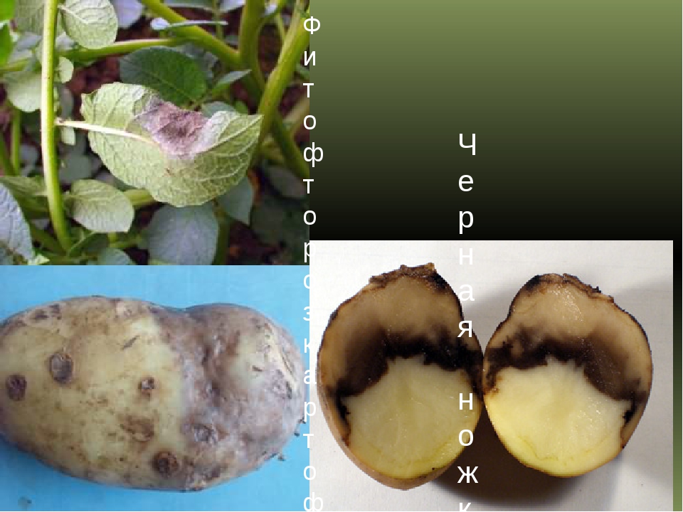 Черные клубни картофеля. Фитофтороз картофеля возбудитель. Фитофтороз клубней картофеля. Картофельный фитофтороз. Фитофтороз картофельная гниль.
