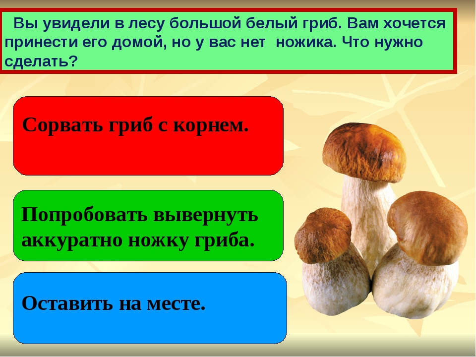 Грибы 2 класс окружающий. Грибы презентация 2 класс. Царство грибов 2 класс. Презентация по грибы 2 класс. Тема грибы 2 класс окружающий мир.