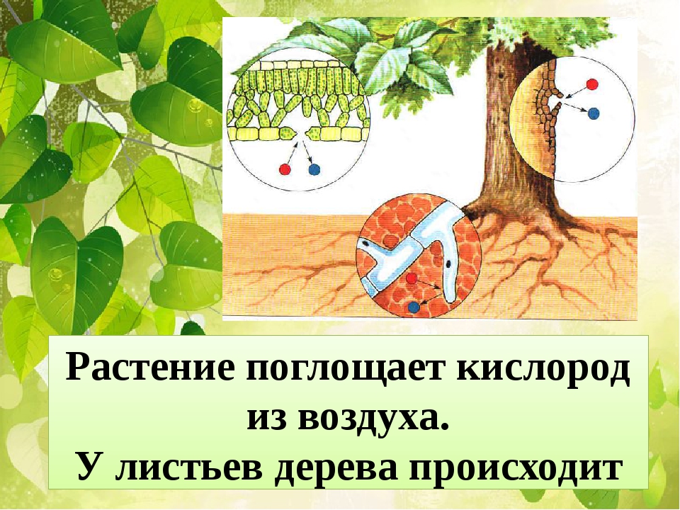 Поглощая воздух. Что поглощают растения из воздуха. Что растения поглощают из атмосферы. Растение поглощает из атмосферы кислород. Растения на свету поглощают из воздуха.