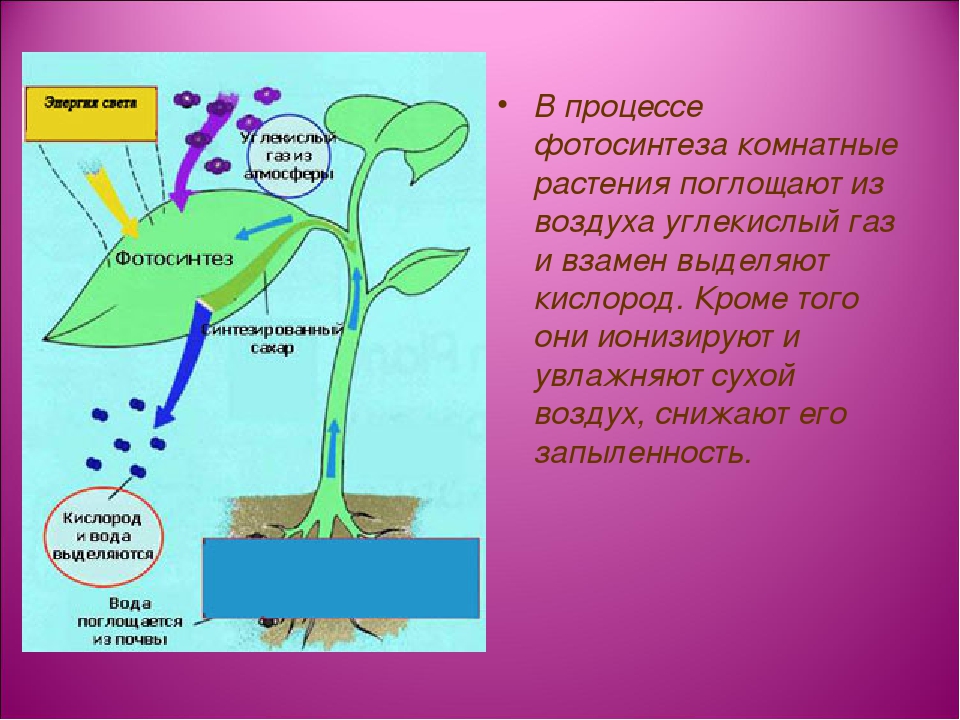 При фотосинтезе растения поглощают воду и кислород