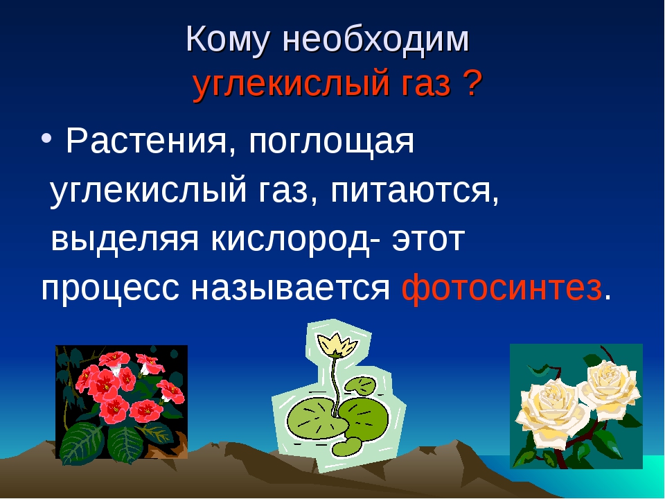 Углекислые растения. Растения поглощают углекислый. Углекислый ГАЗ для растений. Растения поглощающие углекислый ГАЗ. Растения поглощают из воздуха углекислый ГАЗ..