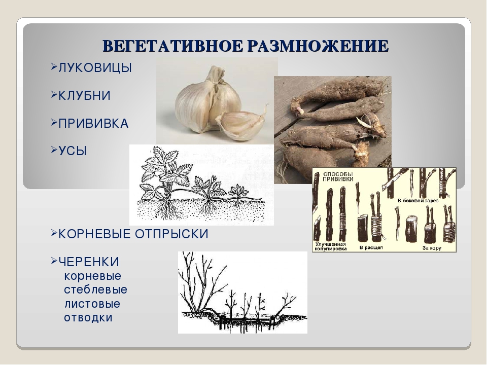 Вегетативные размножения корнями