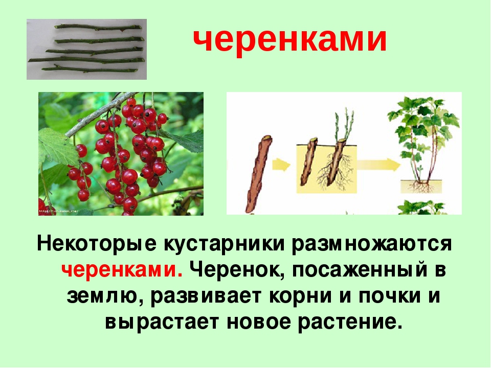 Как растения размножаются 3. Черенками размножаются. Черенки ягодных кустарников. Растения которые размножаются черенками. Размножение ягодных кустарников черенками.