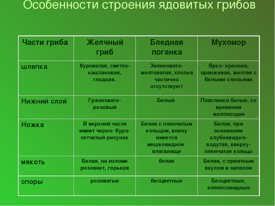 Грибы биология 9. Грибы особенности строения. Строение грибов таблица. Особенности строения ядовитых грибов. Ядовитые грибы особенности строения.