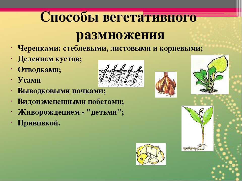 Что означает вегетативный. Вегетативное размножение растений черенками. Способ размножения растений черенкование. Стеблевой черенок вегетативное размножение. Способы вегетативного размножения.