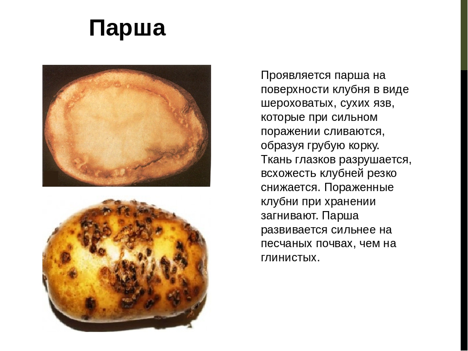 Заболевания клубней картофеля фото и название и описание
