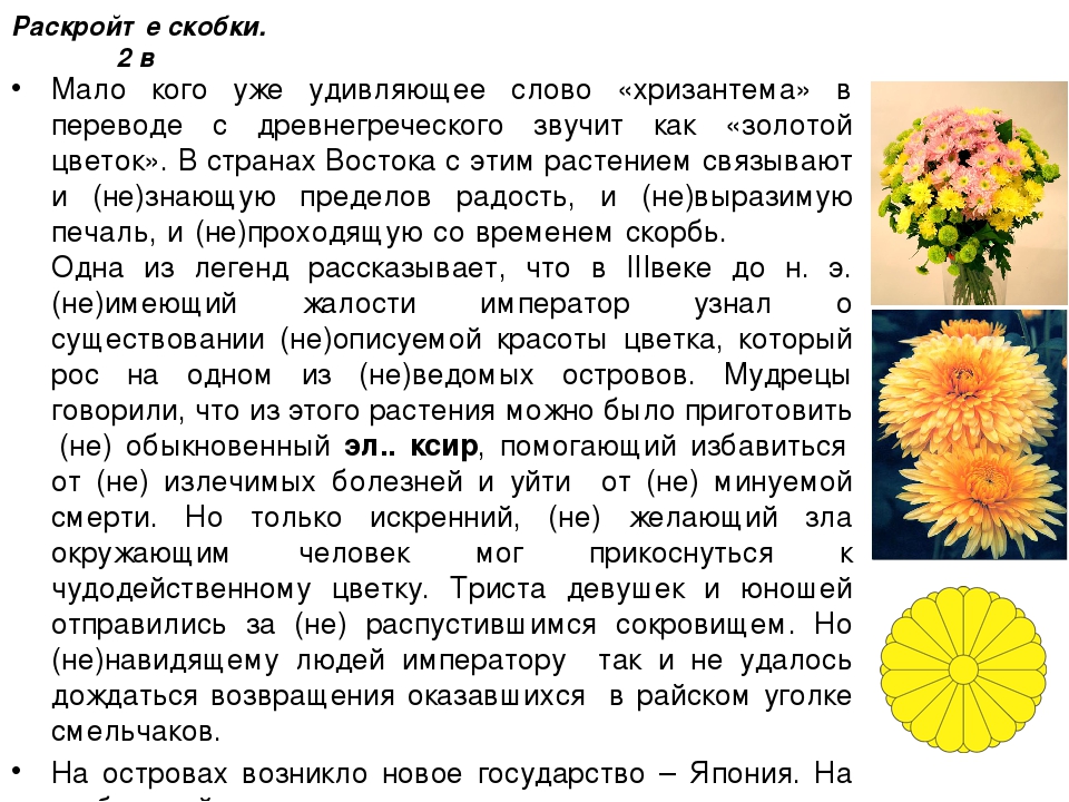 Изложение хризантема 8. Хризантема биологическое описание. Хризантемы описание цветка. Лист хризантемы описание. Хризантема сообщение.