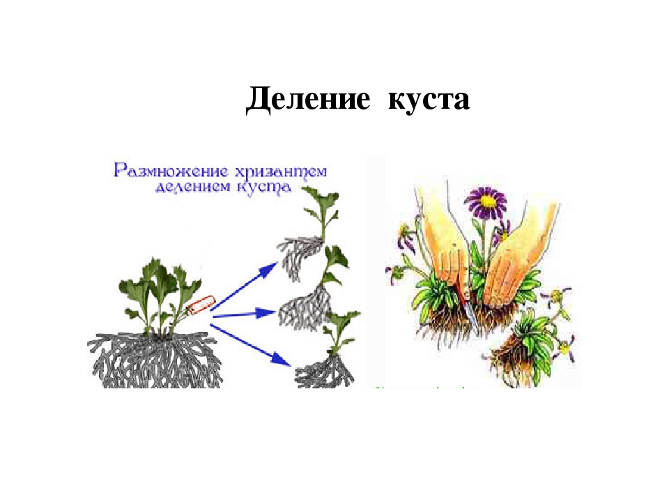 Деление растений. Размножение делением куста. Схема размножения растений делением. Размножение растений делением куста. Размножение хризантем делением куста.