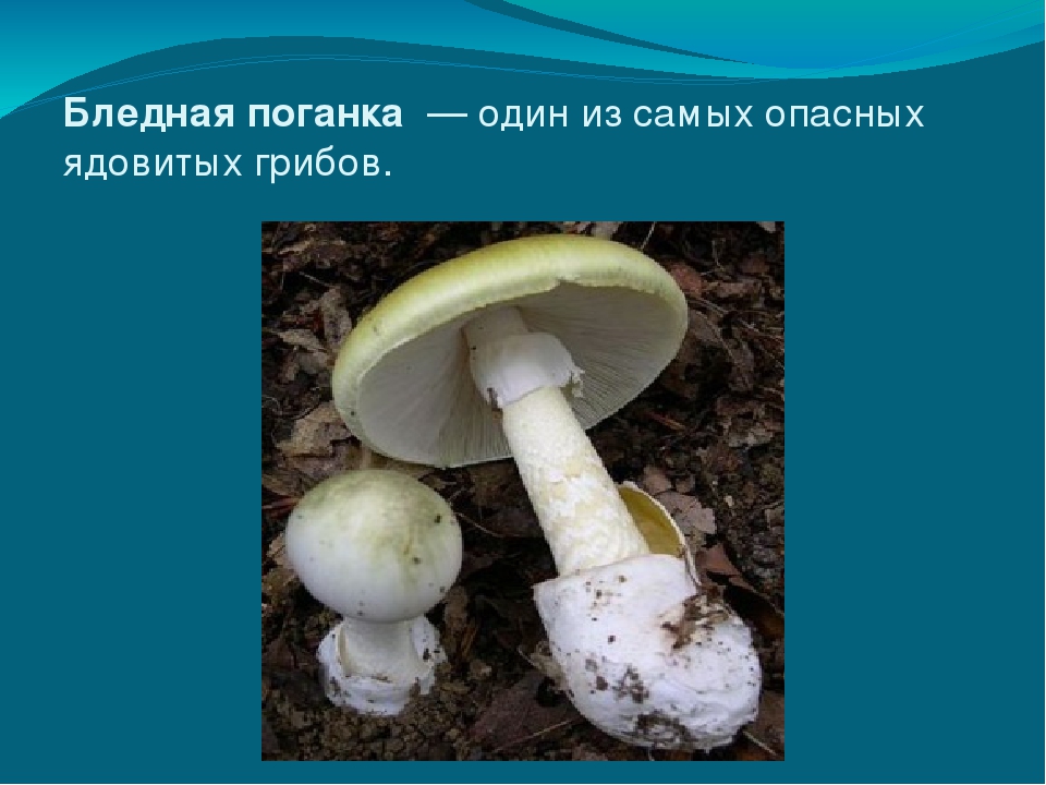 Известно что бледная поганка. Опасный гриб бледная поганка. Бледная поганка гриб. Бледная поганка группа грибов. Бледная поганка гриб 2 класс.