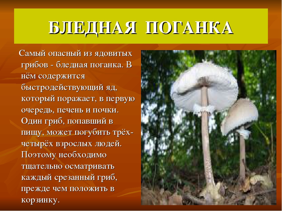 А 4 грибы 3. Опасный гриб бледная поганка. Ядовитый гриб бледная поганка 4 класс. Бледная поганка 3 класс окружающий мир. Бледная поганка гриб паразит.