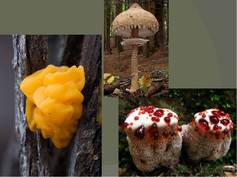 Есть царство грибов. Разнообразие грибов. Грибы интересной формы. Царство грибов название. Царство грибов многообразно.