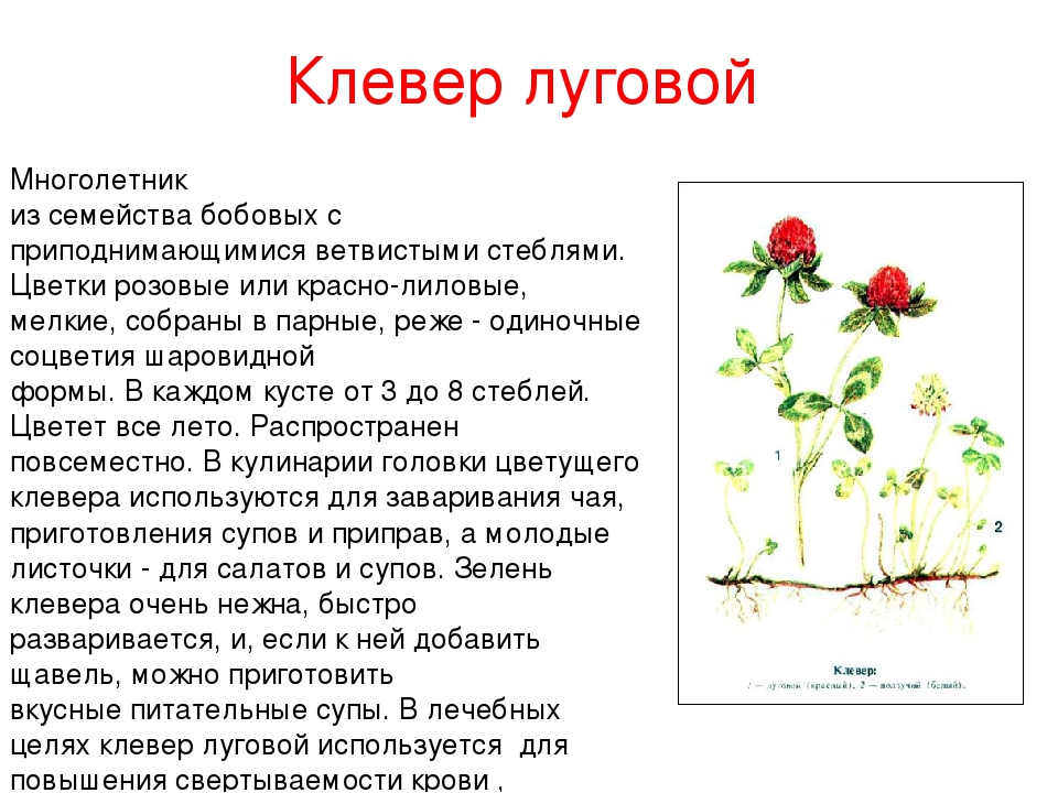 Рассмотрите изображение клевера лугового. Клевер Луговой стебель описание. Клевер ползучий стебель. Побег клевера Лугового. Клевер ползучий корневая система.