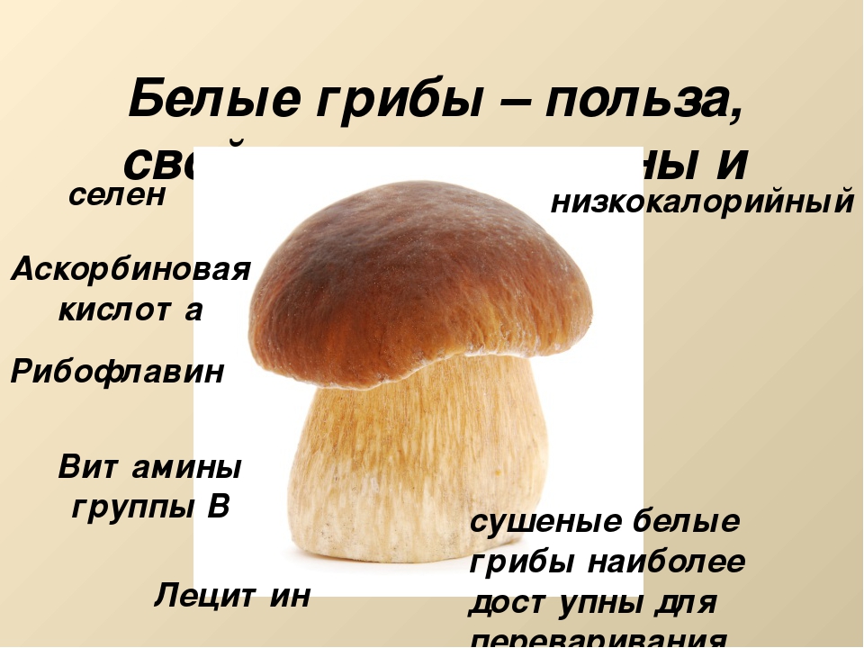 Польза есть грибы