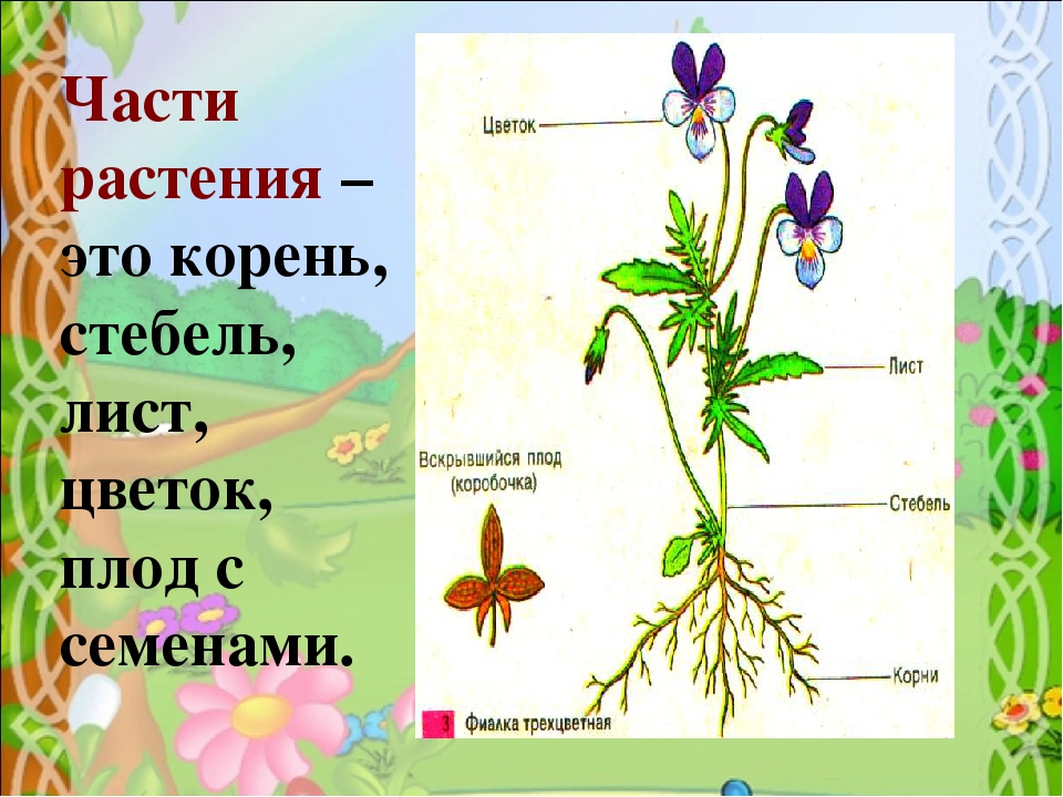 Корень лист стебель у растения это. Части растения. Строение растения. Окружающий мир части растений. Цветок со стеблем и корнем.