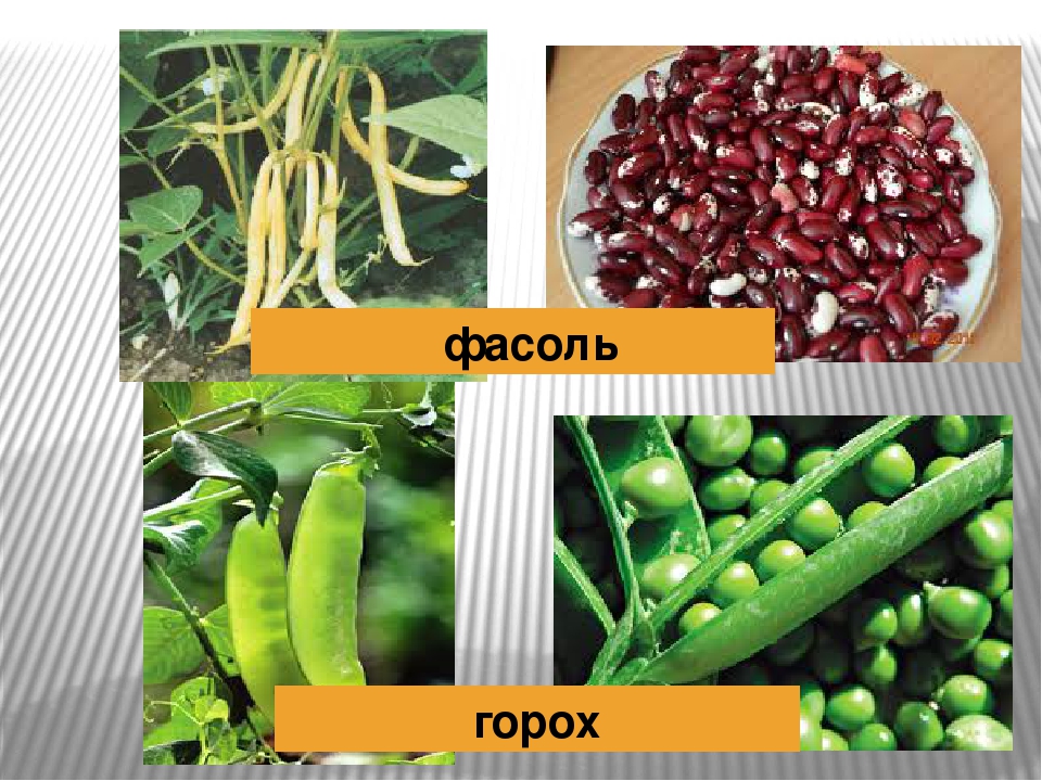 Группа растений тыква фасоль. Горох и фасоль. Фасоль горошины. Фасоль и горошек. Фасоль и горох картинки.