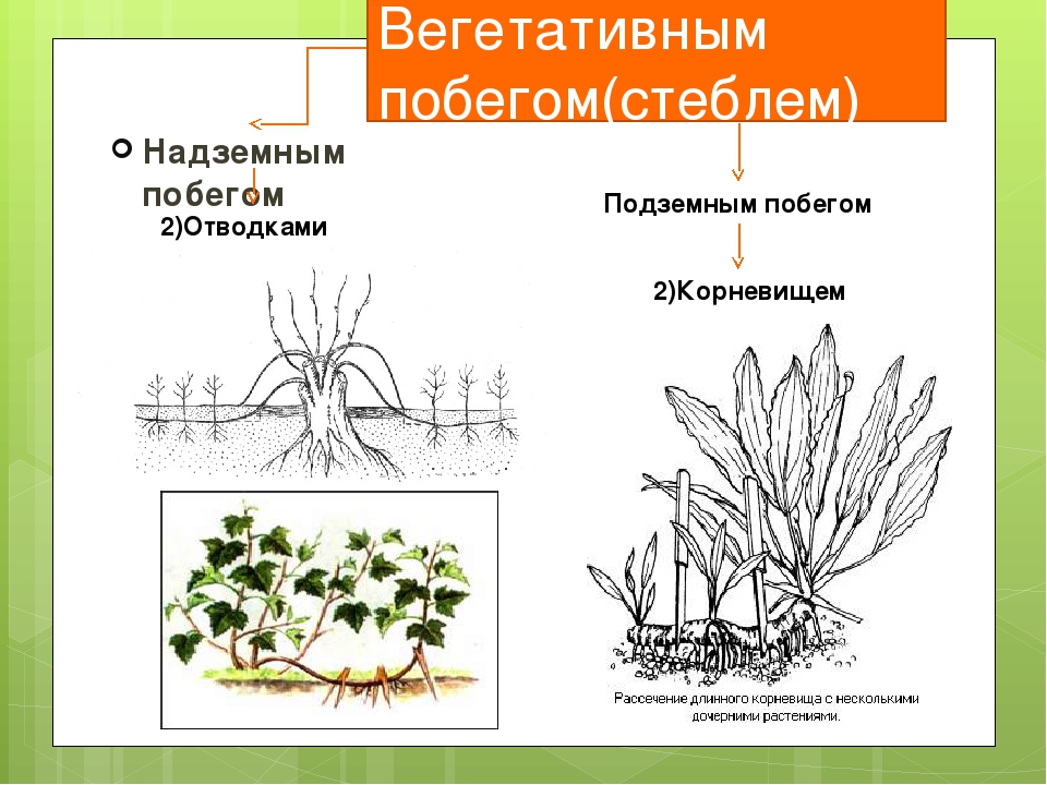 Вегетативное деление. Размножение корневищем вегетативное размножение. Вегетативное размножение растений корневищами. Вегетативное размножение надземными побегами. Размножение побегами надземными стеблевыми.