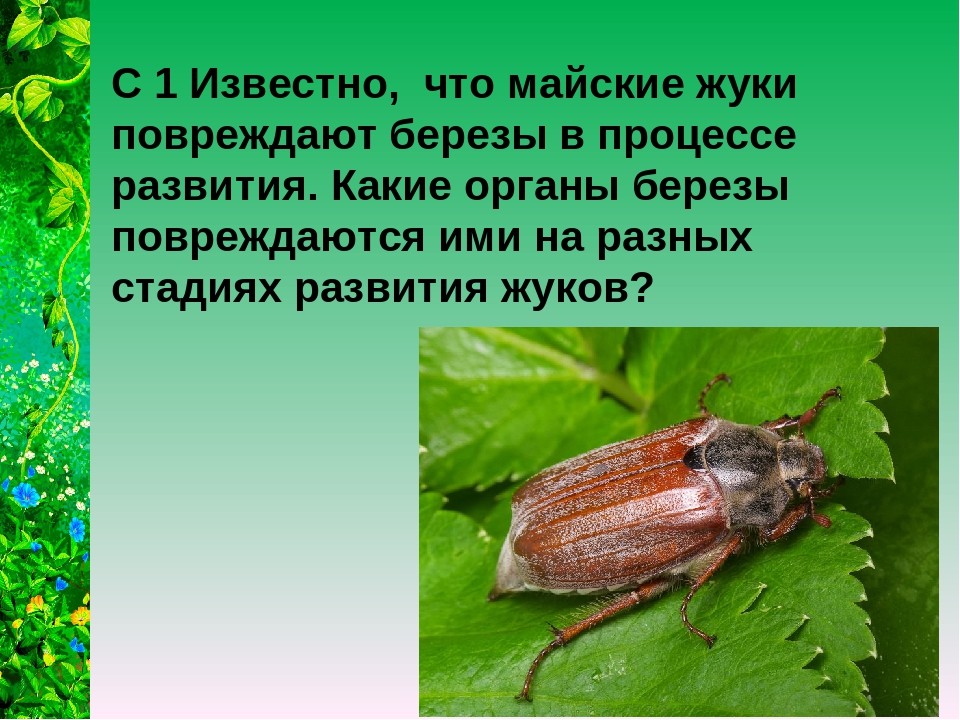 Майский жук фото и описание что ест
