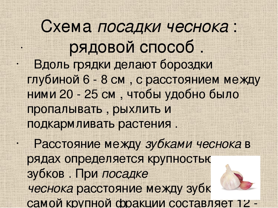 После каких можно сажать чеснок