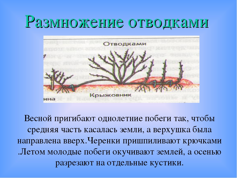 Отводка вегетативное размножение. Размножение дуговыми отводками. Размножение дуговыми отвод. Размножение отводкой побегов. Горизонтальными отводками вегетативное размножение.