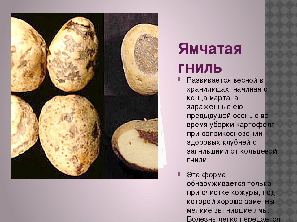 Болезни картошки описание с фотографиями