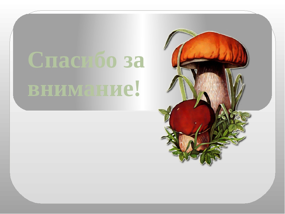 Презентация окружающий мир грибы. Грибы презентация. Проект царство грибов. Царство грибов презентация. Окружающий мир в царстве грибов.