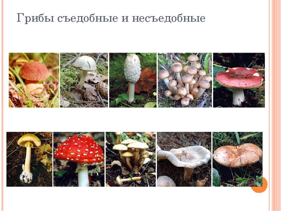 Название грибов по фотографии съедобные