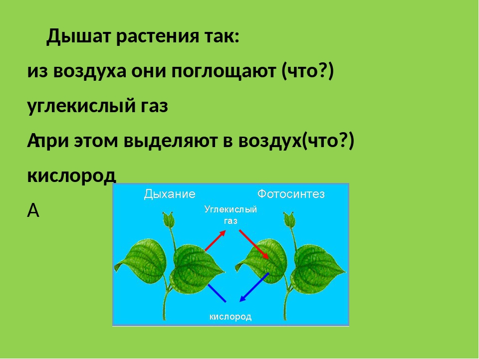 Зеленые растения днем поглощают кислород. Растения дышат. Дыхание растений. Растения дышат кислородом. В процессе дыхания растения поглощают.