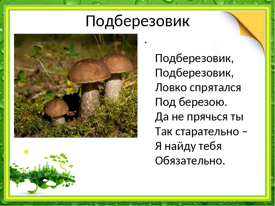 Подберезовик корень. Строение подберезовика. Части гриба подберезовика. Загадка про подберезовик для детей. Подберезовик функциональная группа.