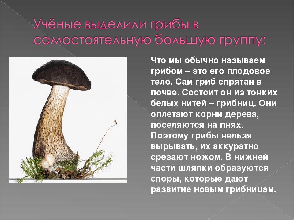 1 животные растения грибы 2. Грибы презентация. Презентация на тему грибов. Сообщение на тему грибы. Проект на тему грибы.