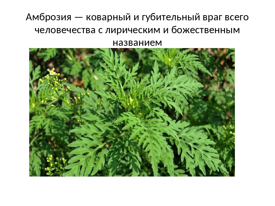 Амброзия в россии. Амброзия трехраздельная растение. Амброзия полыннолистная и трехраздельная. Амброзия ядовитое растение. Амброзия Южная.