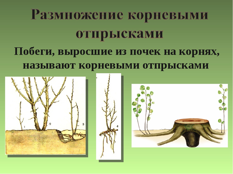 Корневые отпрыски. Размножение корневыми отпрысками. Вегетативное размножение растений корневыми отпрысками. Тополь размножается корневыми отпрысками. Размножение корневыми отпрысками рисунок.