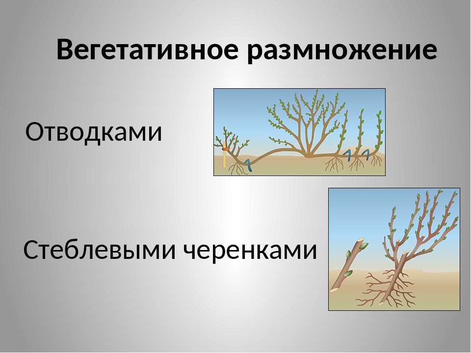 Отводка вегетативное размножение. Отводки вегетативное размножение. Искусственное вегетативное размножение отводками. Способ вегетативного размножения отводками. Вегетативное размножение отводки смородина.