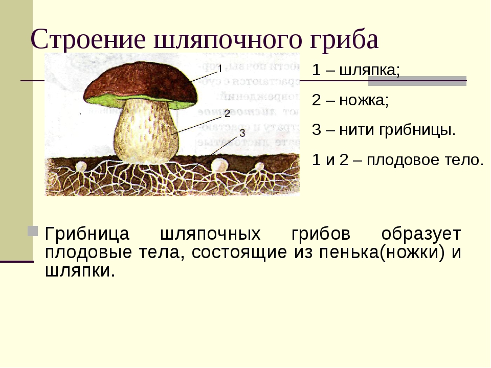 Тело грибов состоит из многочисленных