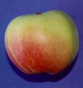 A dessert apple