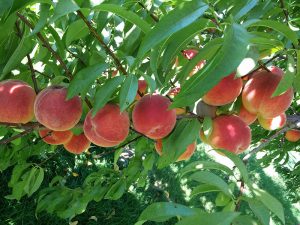 ripe peaches on the tree