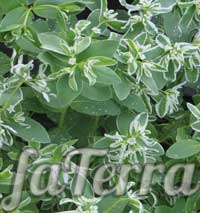 Молочай окаймленный (Euphorbia marginata)