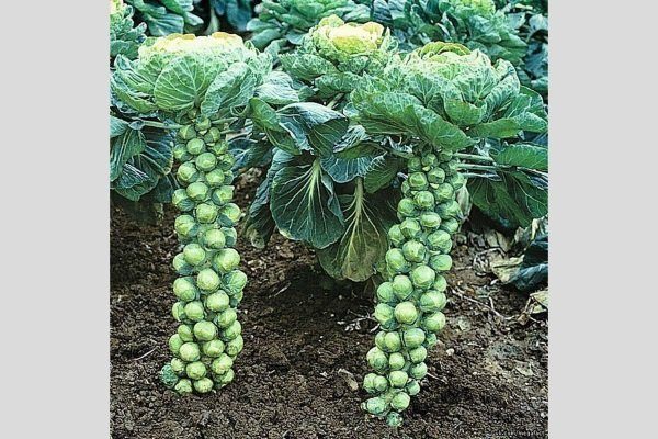 Выращивание маточников капусты