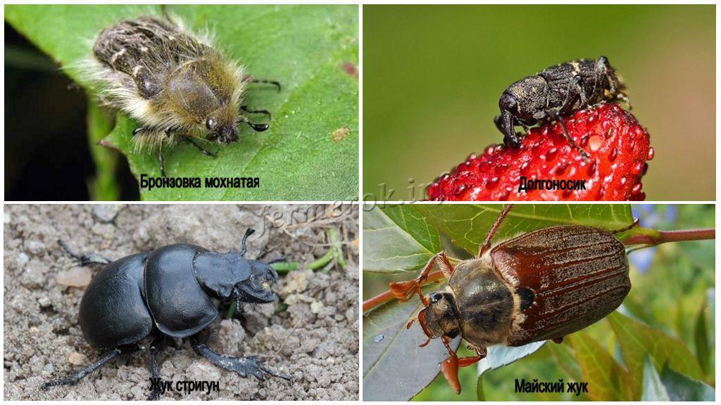 Обработка клубники осенью от долгоносика и других жуков